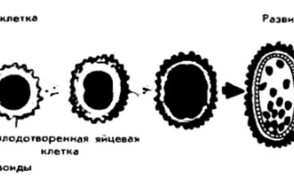 Кракен марке даркнет